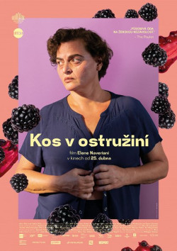 Český plakát filmu Kos v ostružiní / Shashvi shashvi maq'vali